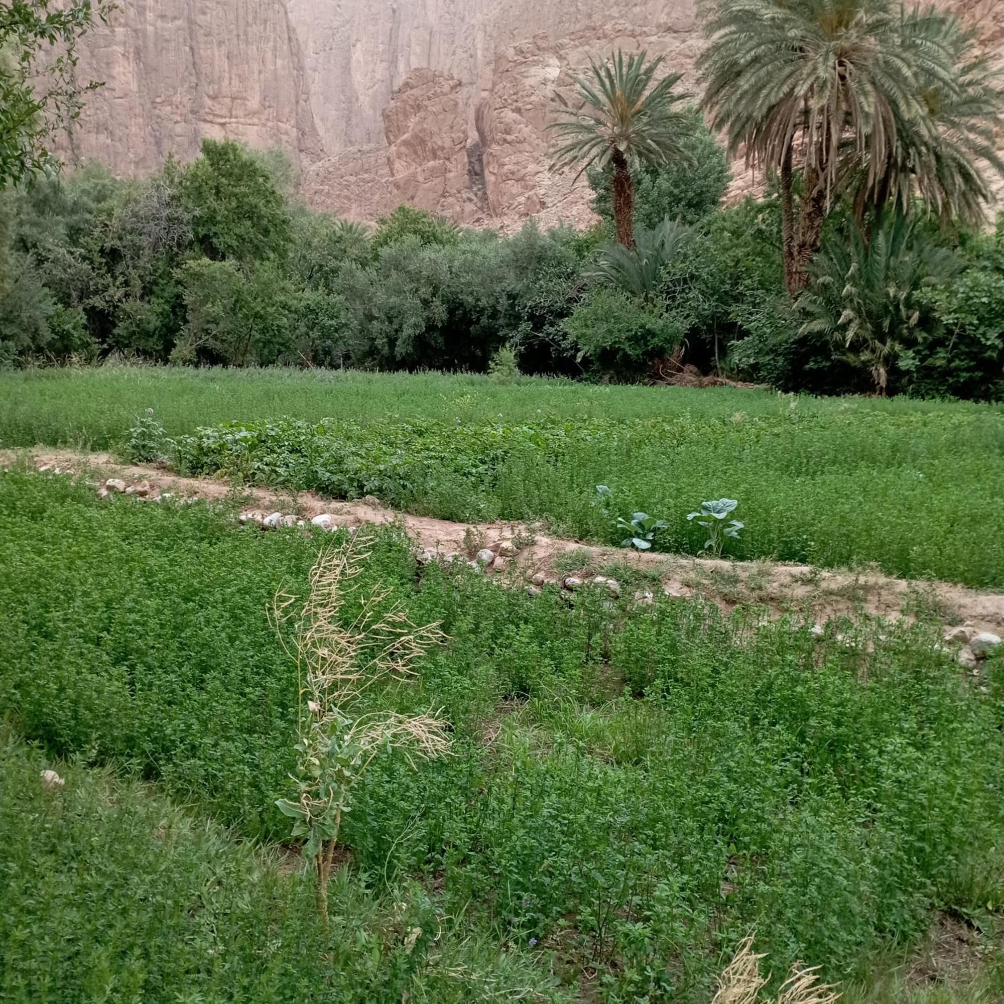 Riad La Fleur Aït Baha Kamer foto